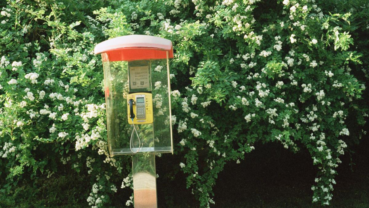 a phone booth in front of a bush with white flowers