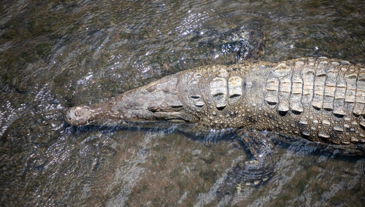 A large alligator is swimming in the water