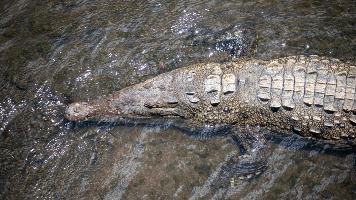 A large alligator is swimming in the water