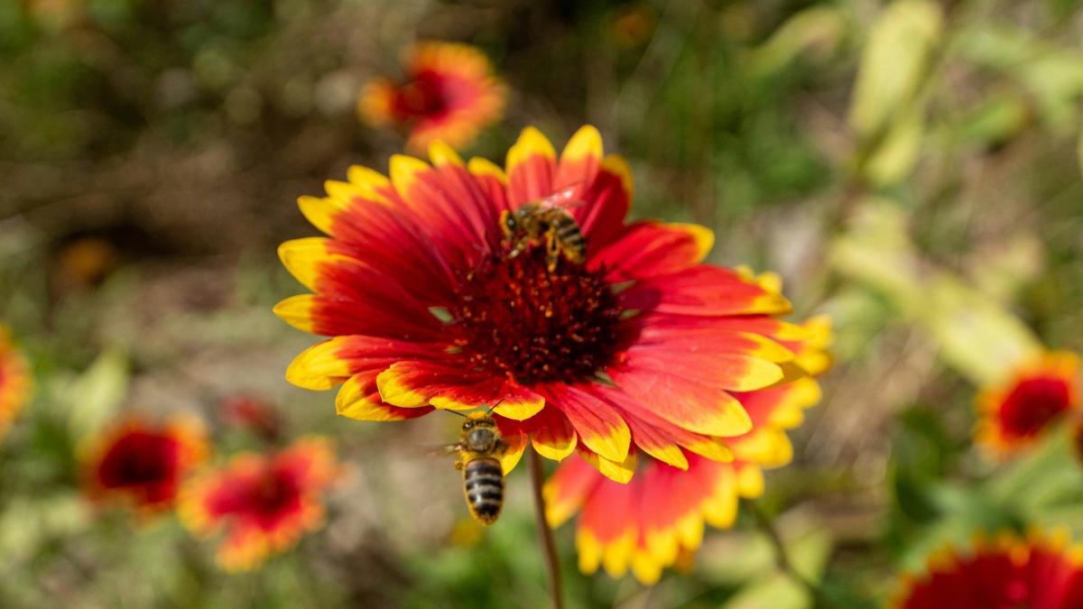 A red and yellow flower with a bee on it