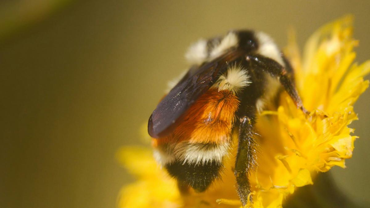 A close up of a bee on a flower