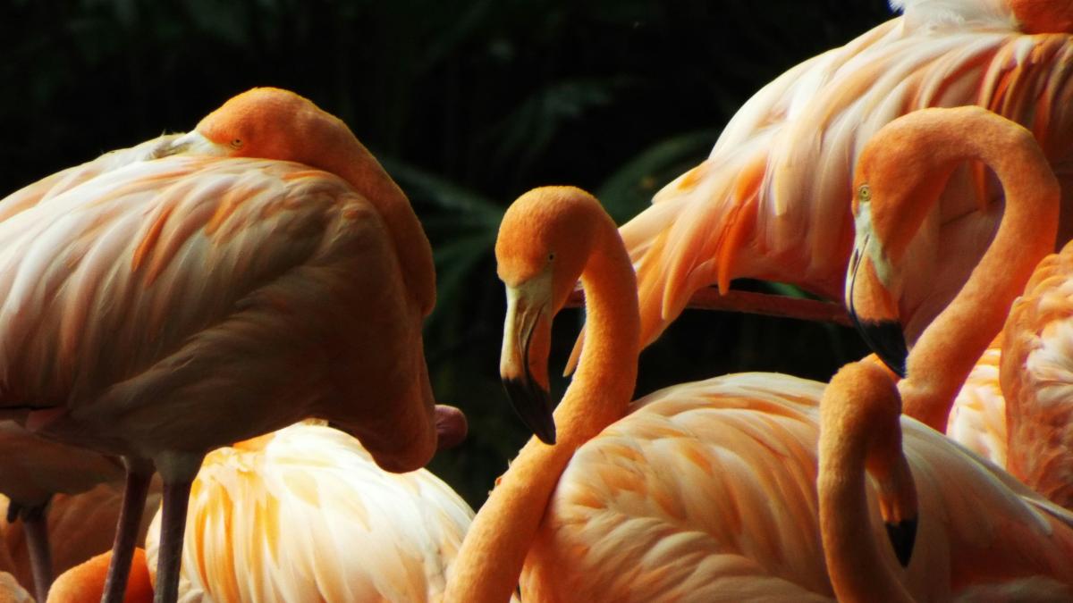 A group of pink flamingos standing next to each other