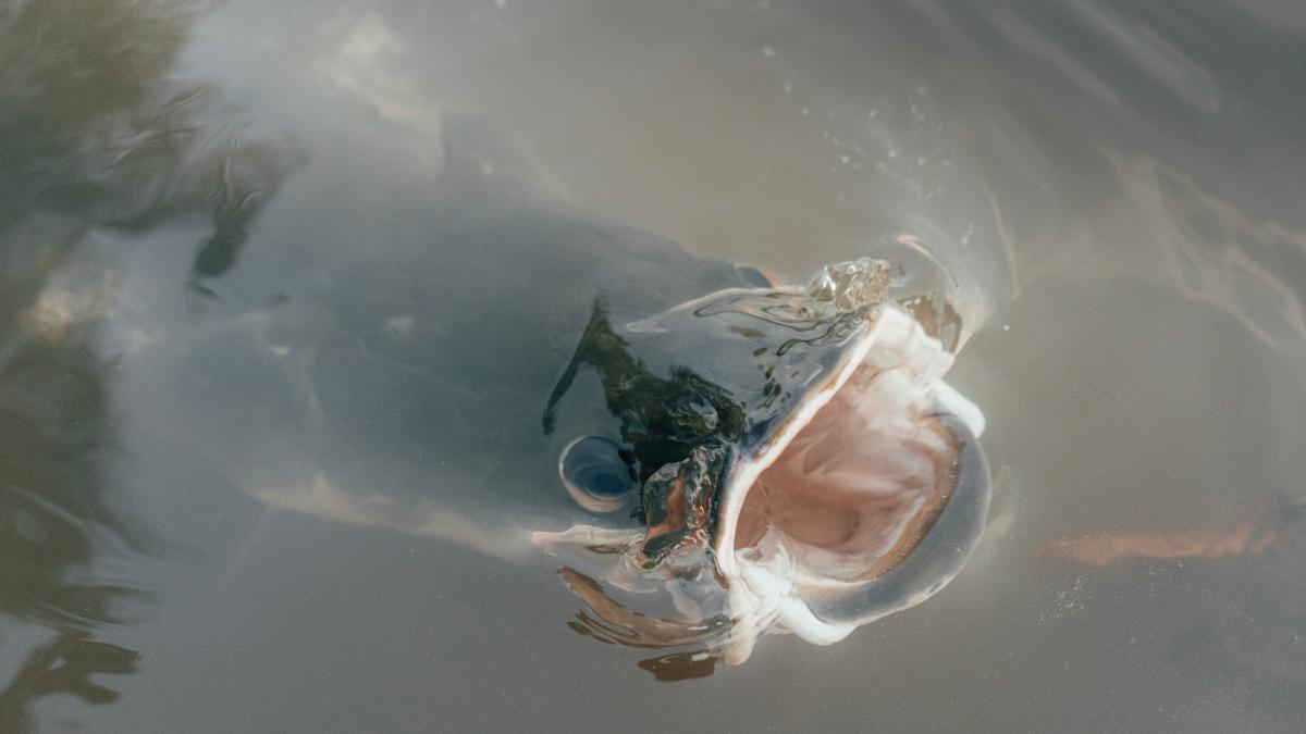 A fish is swimming in the water