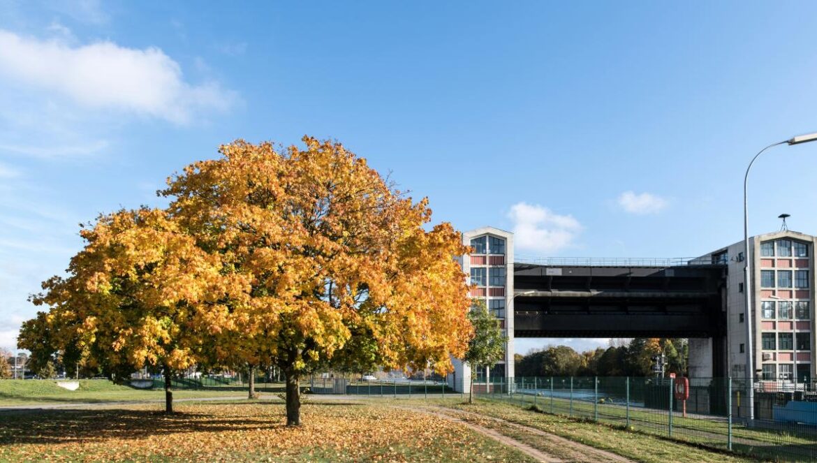 A tree in the middle of a field with a bridge in the background