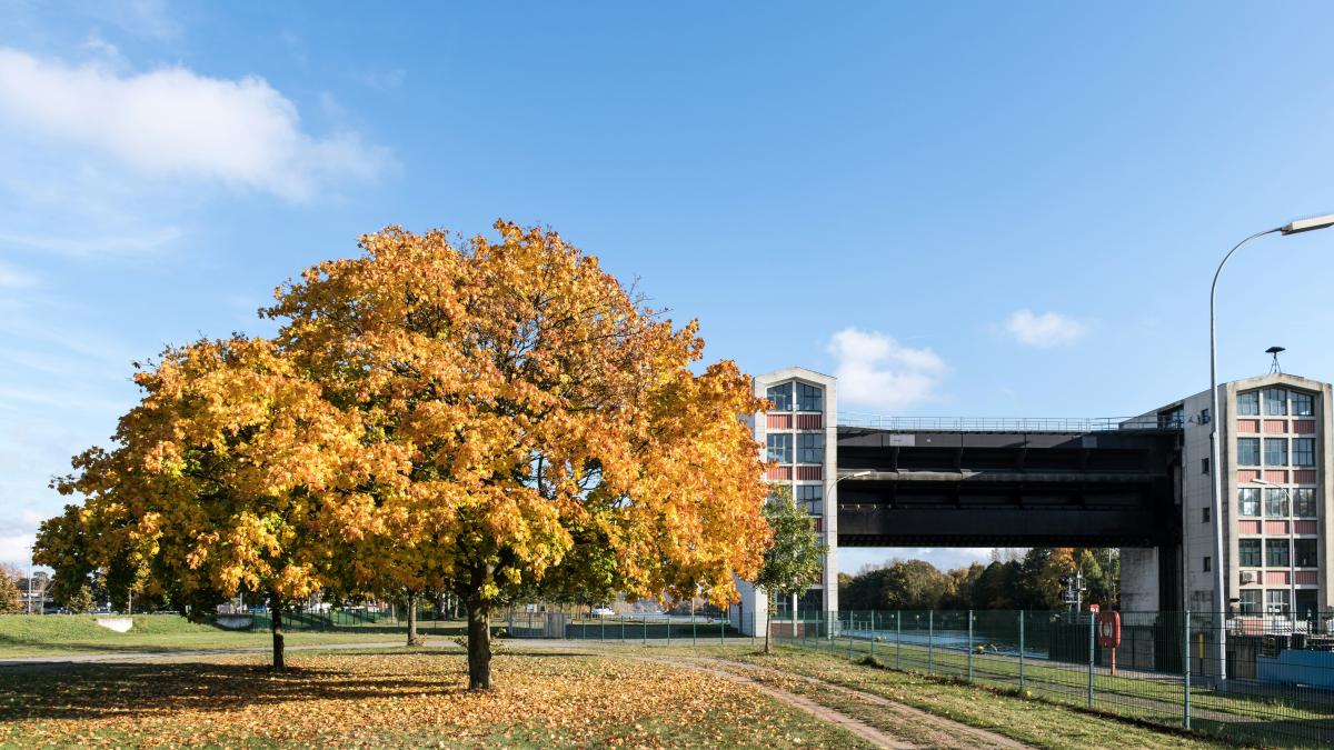 A tree in the middle of a field with a bridge in the background