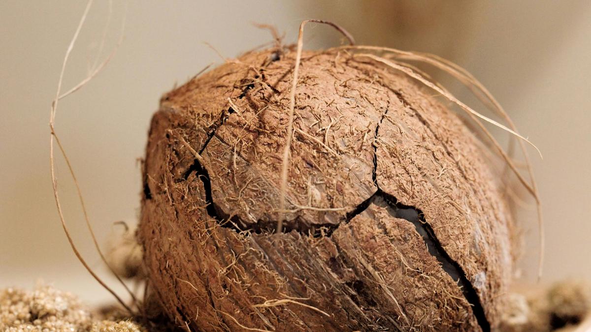A close up of a coconut on a plate