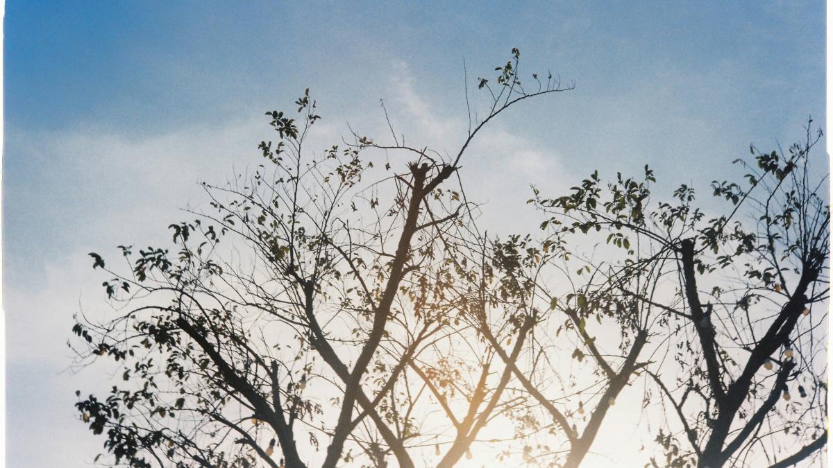 The sun is shining through the branches of a tree