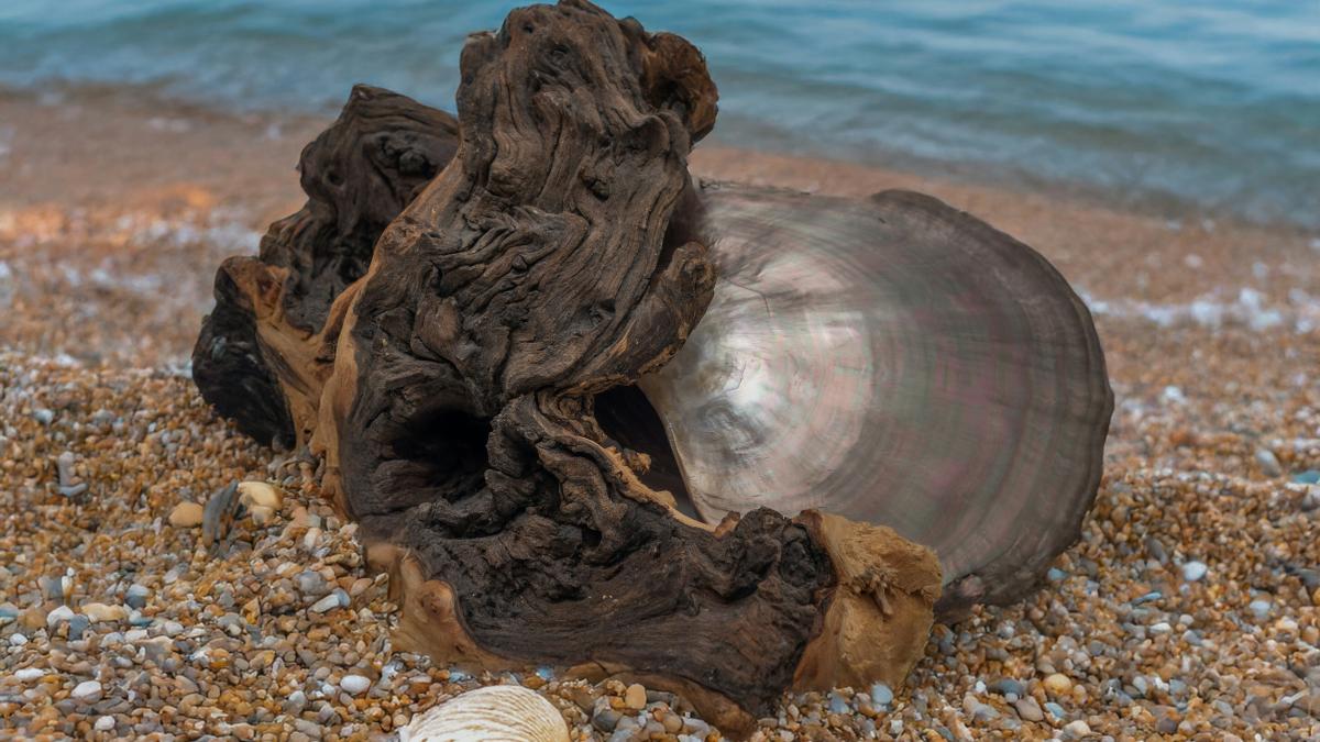 Driftwood and shell sit on a sandy beach.