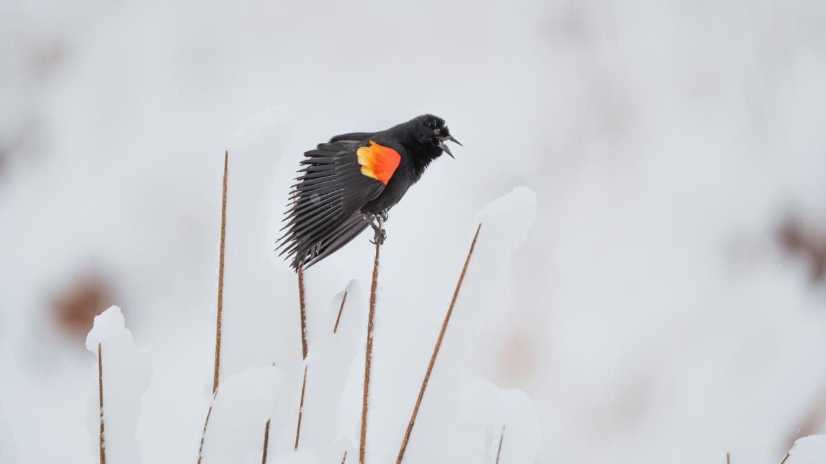 A red-winged blackbird sits atop a snowy branch.