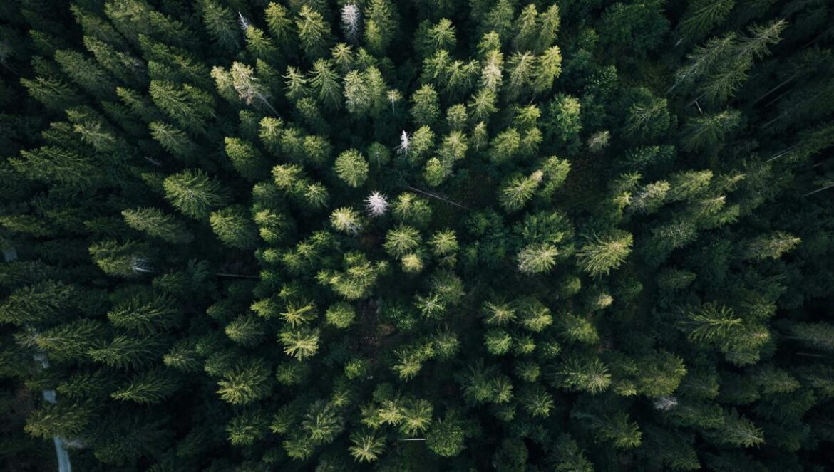 aerial photography of green leaf trees