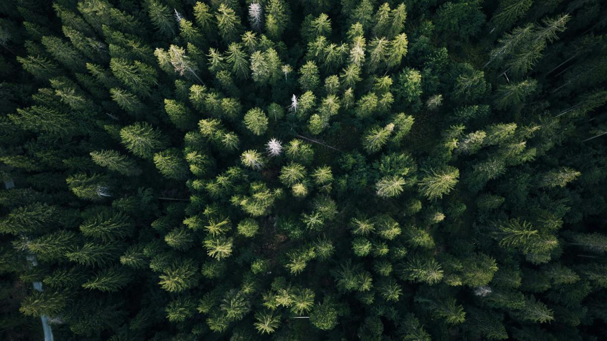 aerial photography of green leaf trees