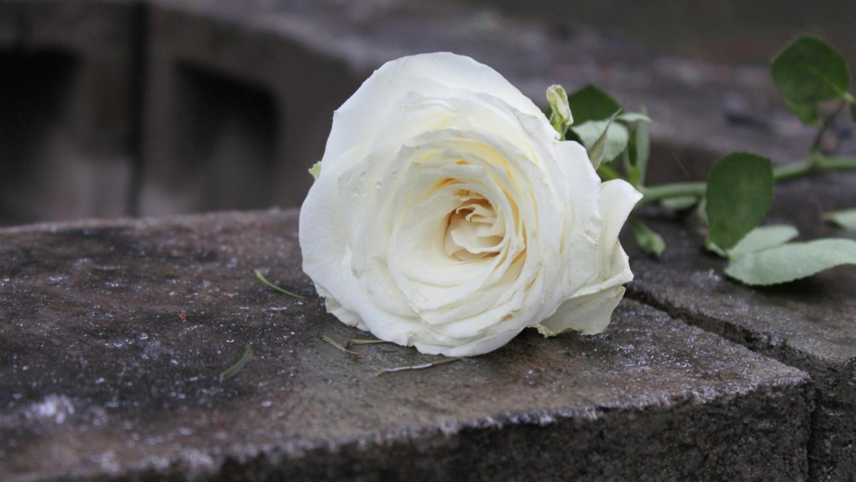 white rose on black concrete surface