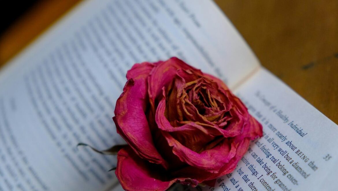 red rose on white book page