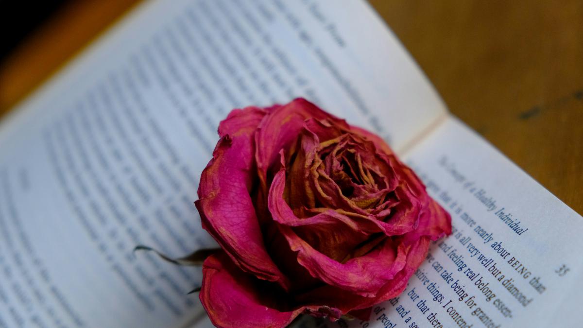 red rose on white book page