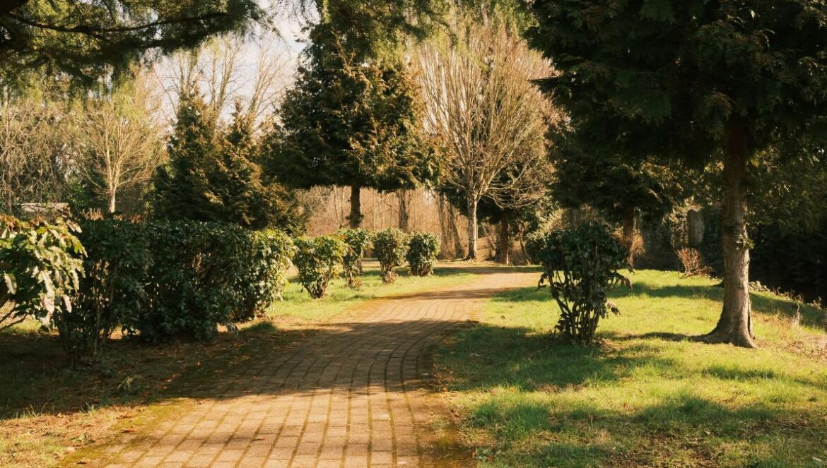 a dirt road surrounded by trees and grass