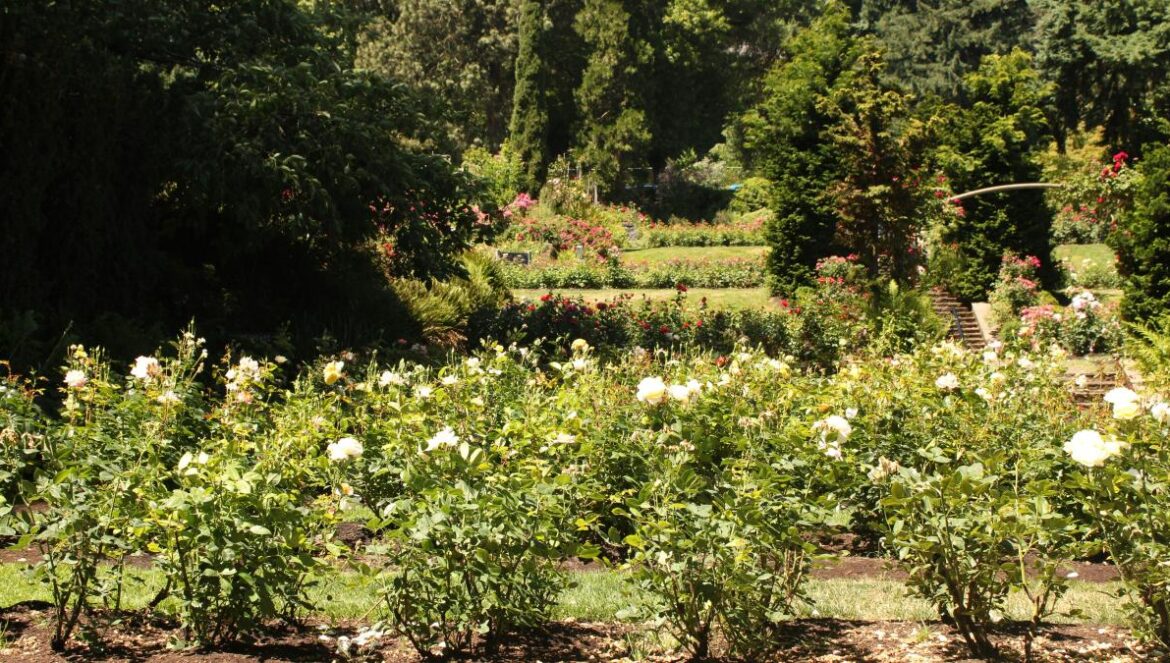 a garden filled with lots of white flowers