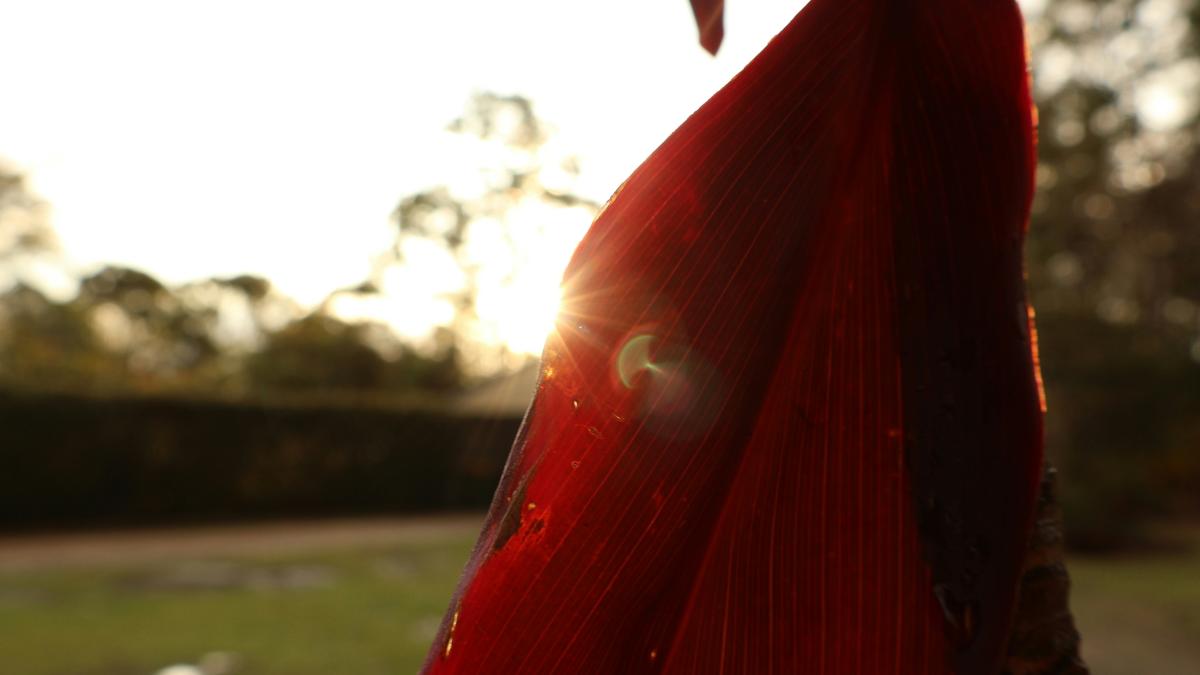 a close up of a red flower with the sun in the background