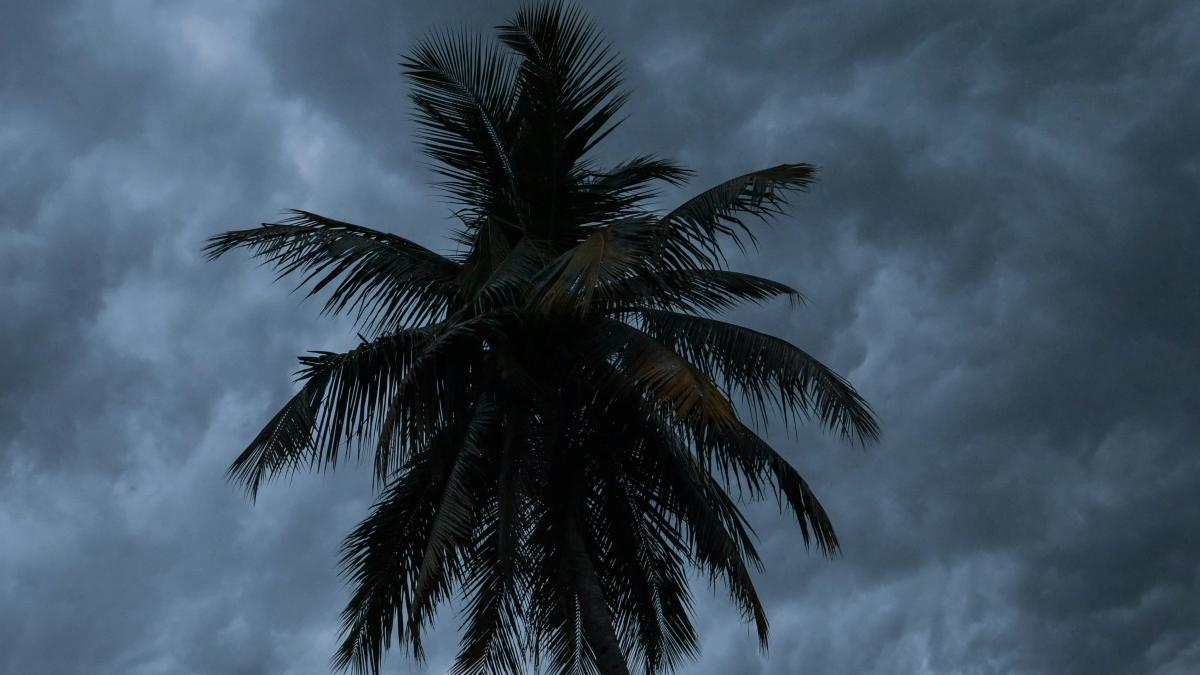 Dark clouds loom behind a silhouetted palm tree.