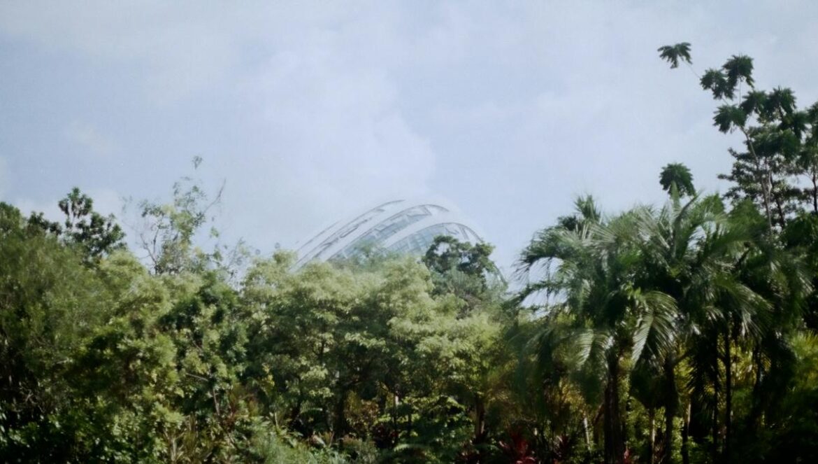a lush green forest filled with lots of trees