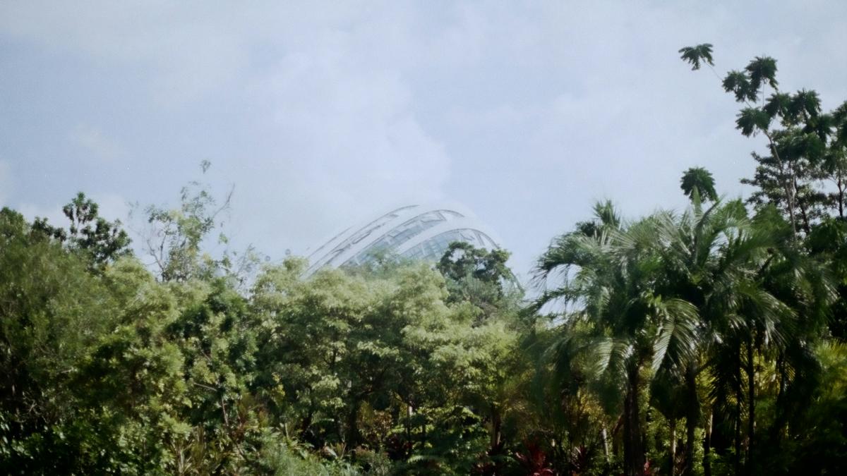 a lush green forest filled with lots of trees