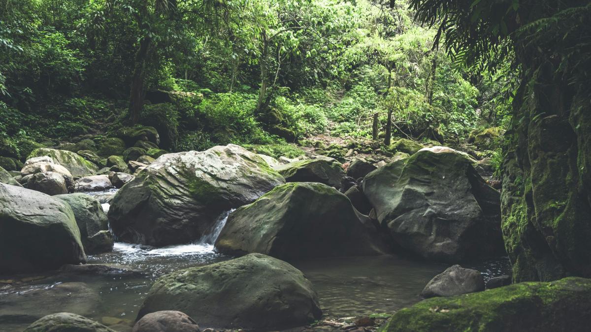 green moss on rocks on river