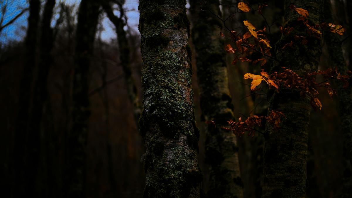 Forest trees with hints of autumn foliage.