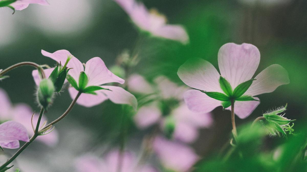 macro photography of purple flowers