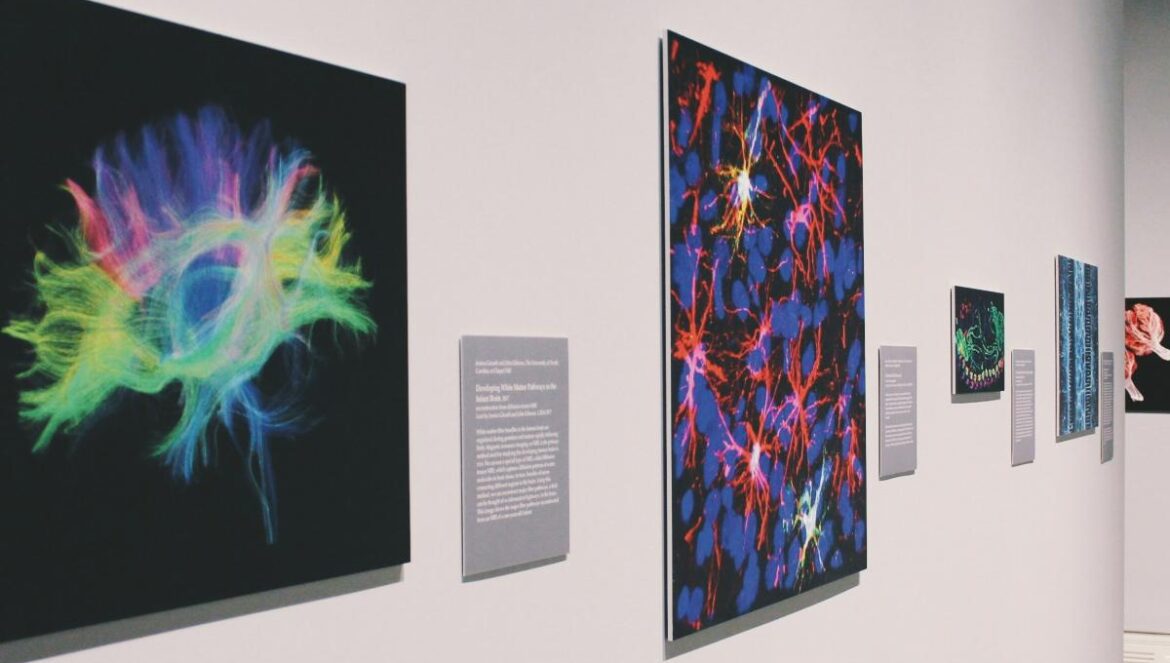 two abstract paintings hanged on wall